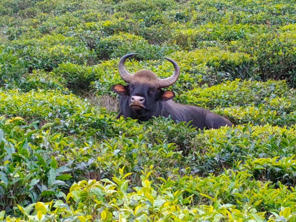 Ark Heritage Coonoor Extérieur photo